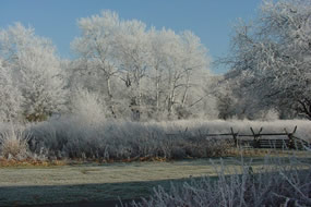 Photo of park grounds in the winter. Trees and grass are covered with ice.