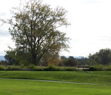 Paved path runs along bottom of small berm of Mill Pond. Bench overlooks pond. Large tree behind pond.