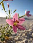 Centaury