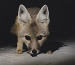 Kit Fox