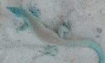 Blue Lizard