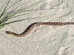 Hognose Snake 