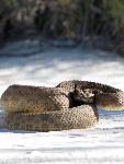 Prairie Rattlesnake 