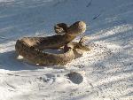 Prairie Rattlesnake