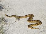 Sonoran Gopher Snake 