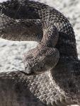 Western Diamondback Rattlesnake