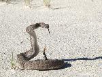 Western Diamondback Rattlesnake