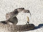 Western Diamondback Rattlesnake 