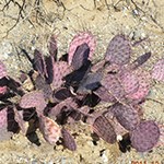 Purple Prickly Pear Cactus plant in desert.