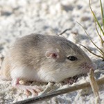 Apache Pocket Mouse on white sand