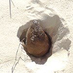 Pocket Gopher in white sand