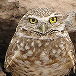 Burrowing Owl in desert