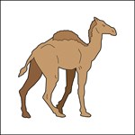 drawing of an Ancient Camel