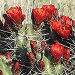 Cactus with red flowers.