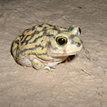 Couch’s Spadefoot Toad in the desert.
