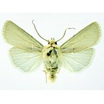 A yellow-ish white moth