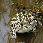 Great Plains Toad in the water.