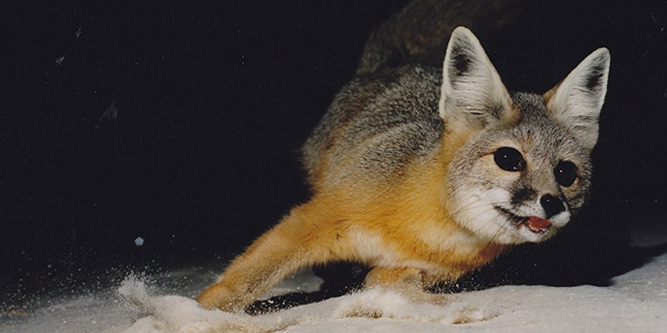A kit fox in the sand at night.