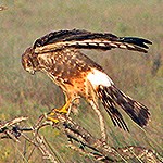 Northern Harrier on a branch