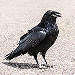 large black bird on the ground