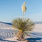 Yucca plant in white sand.