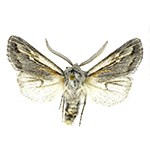 A pinned gray and white moth