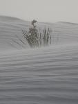 Wind blown sand