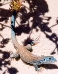Little Blue Whiptail