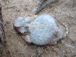 White Horned Lizard 