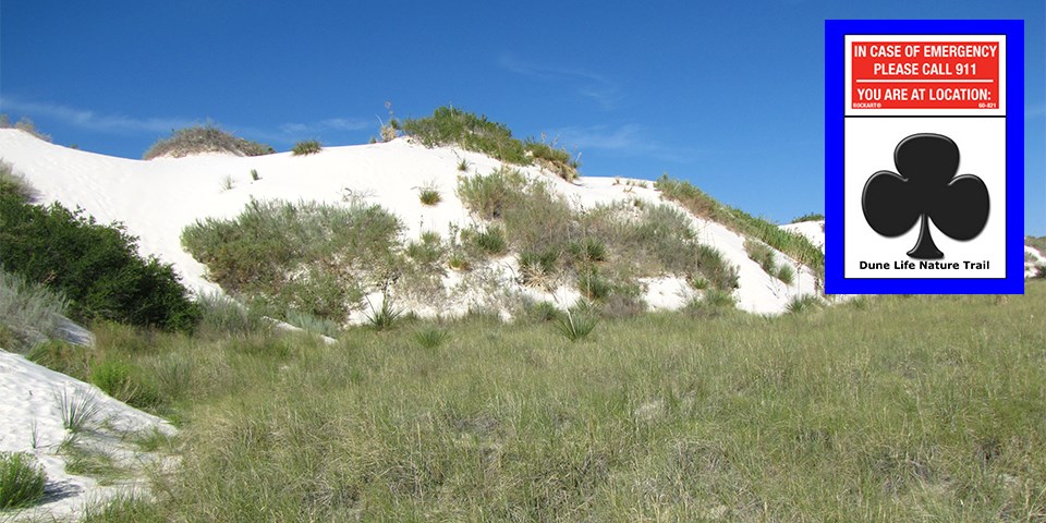 Dune with plants and a symbol of a club that corresponds to this trail.