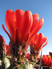 Claret Cup Cactus