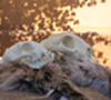 Skins and Skulls