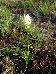 Zigadenus venenosus
