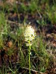 Meadow Deathcamas