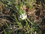 Textile Onion
