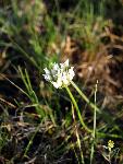 Textile Onion