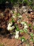 Chokecherry