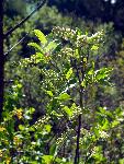 Chokecherry