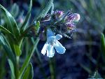 White Penstemon