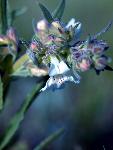 White Penstemon