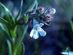 White Penstemon
