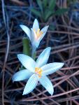 Star Lily