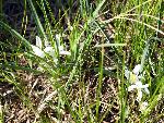Star Lily