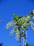 Chokecherry