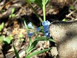 Mertensia lanceolata