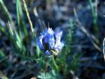 Field Milkvetch