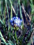 Field Milkvetch