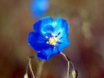 Blue Flax
