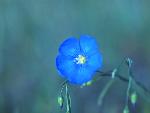 Blue Flax