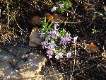 Phlox alyssifolia